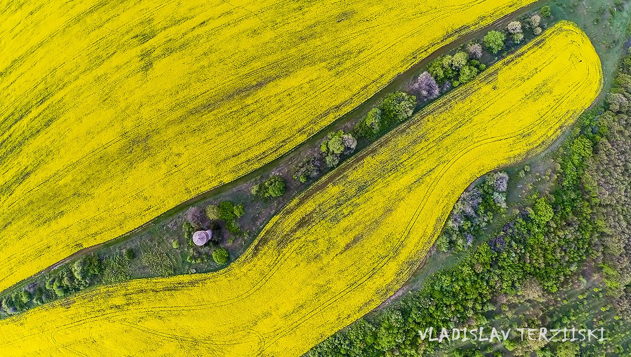 Yellow field in summer