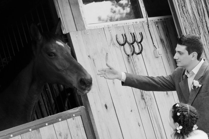 Veterinarian Horse