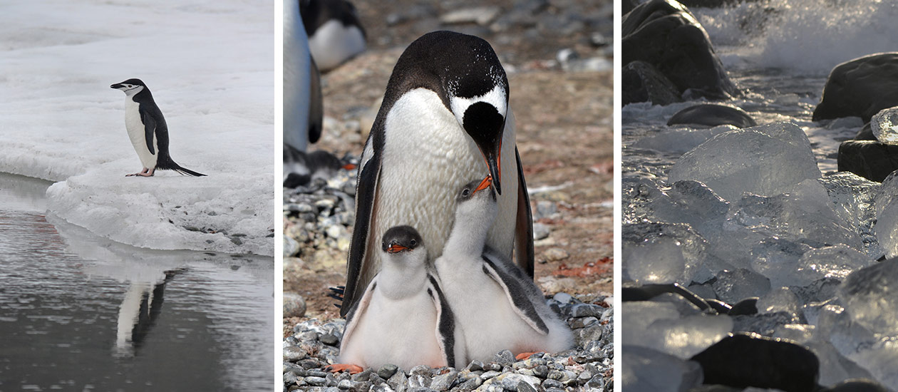 penguin antarctica